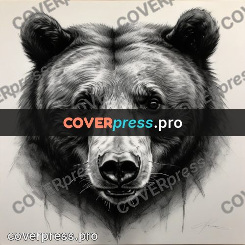 Charcoal sketch: bear head facing forward