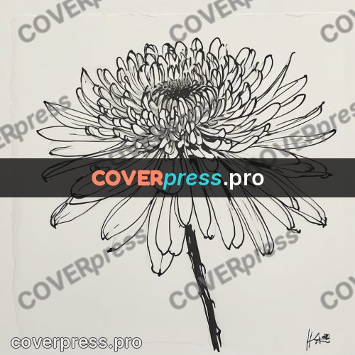 Ink sketch: chrysanthemum with long petals