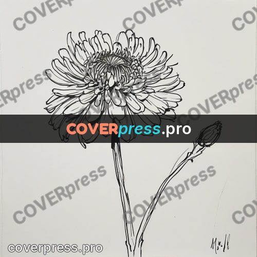Ink sketch: chrysanthemum with long petals