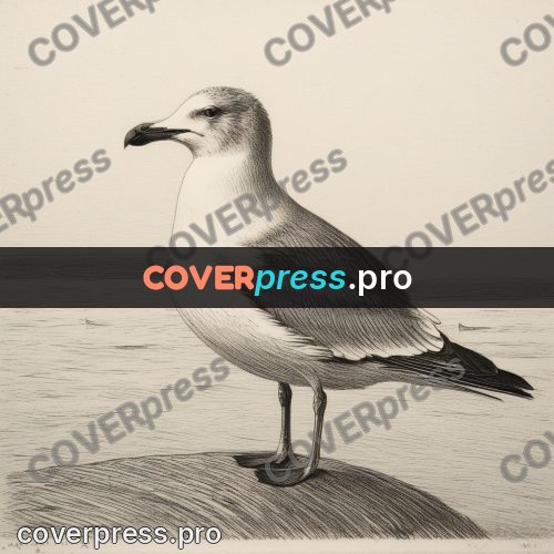 Engraving style drawing: gull on a seaside rock
