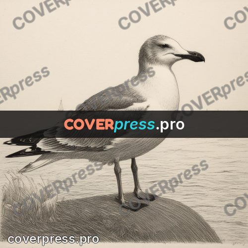 Engraving style drawing: gull on a seaside rock