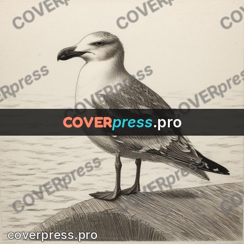 Engraving style drawing: gull on a seaside rock
