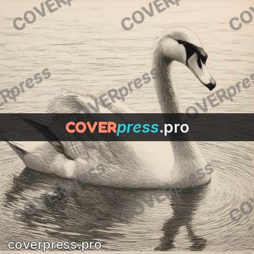 Engraving style drawing: swan on the water