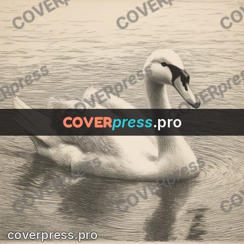 Engraving style drawing: swan on the water
