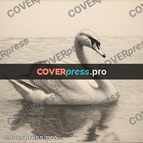 Engraving style drawing: swan on the water