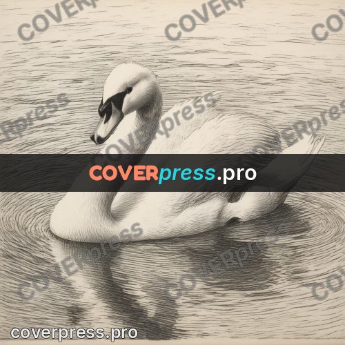 Engraving style drawing: swan on the water
