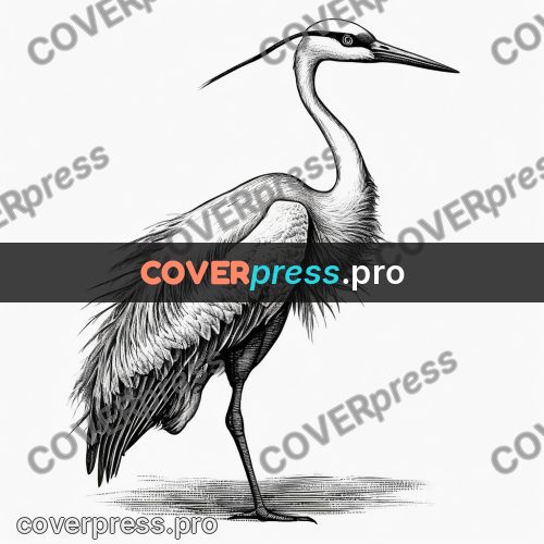 Scratchboard drawing: heron standing on long legs