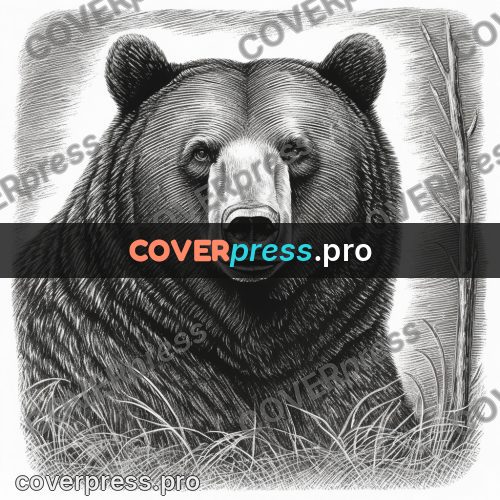 Scratchboard drawing: bear head with round ears