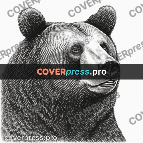 Scratchboard drawing: bear head with round ears