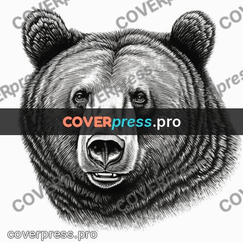 Scratchboard drawing: bear head with round ears