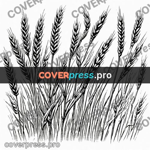 Scratchboard drawing: wheat ears with awns