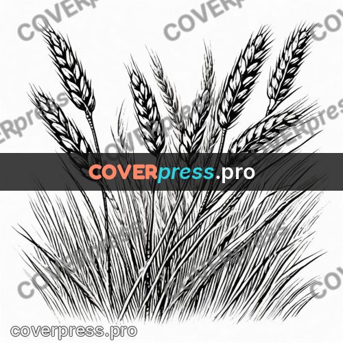 Scratchboard drawing: wheat ears with awns