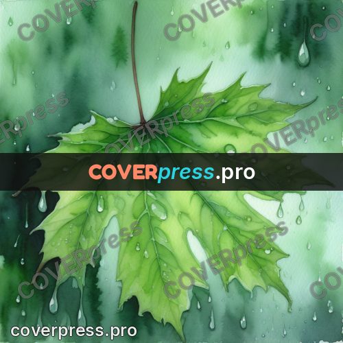 Watercolor illustration: maple leaf with raindrops