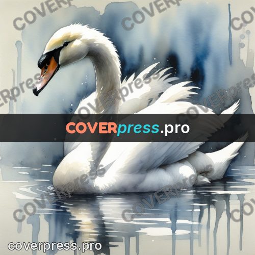 Watercolor illustration: white swan on the water